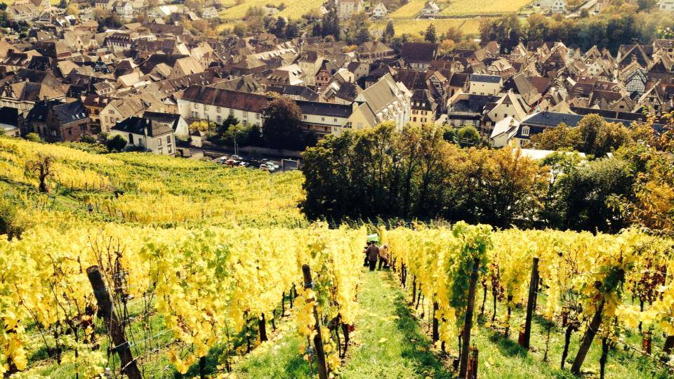 Jean Trimbach and the Singular Wines of Alsace