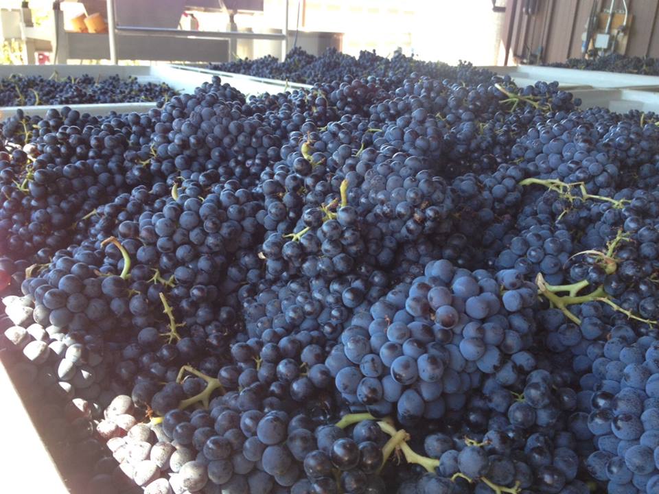 Mick Unti on Dry Creek Valley: From Aglianico to Zinfandel