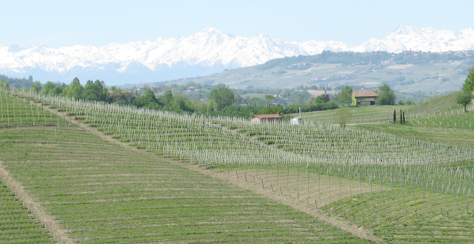 Women Winemakers in the Piemonte-Langhe: The "Curse" Upended