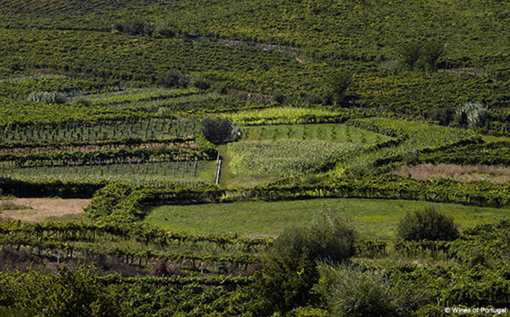 Portugal's Vinho Verde: It's a 20-something Spring Thing