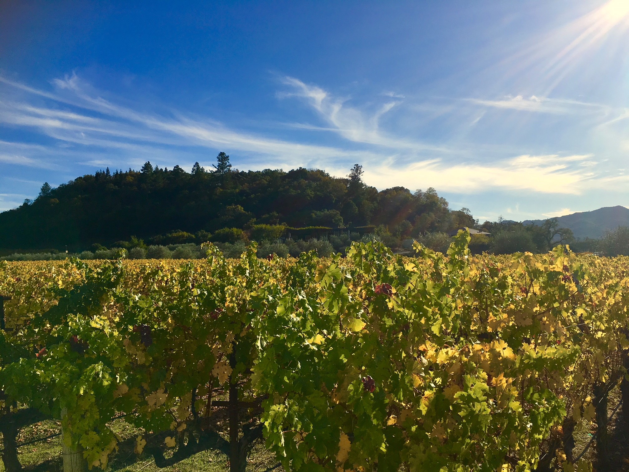 Rocking And Rolling With Napa's Lede Family Wines