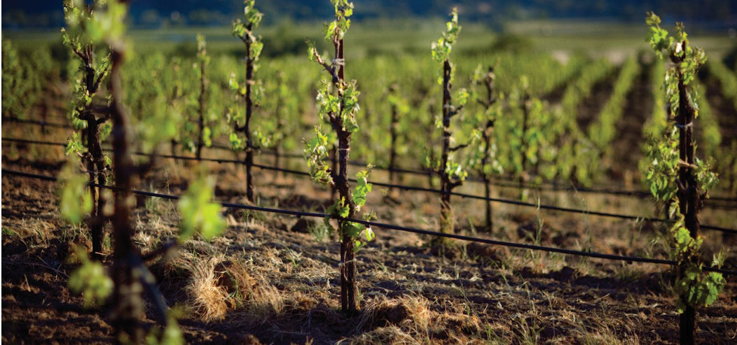 California Viognier's Seductions