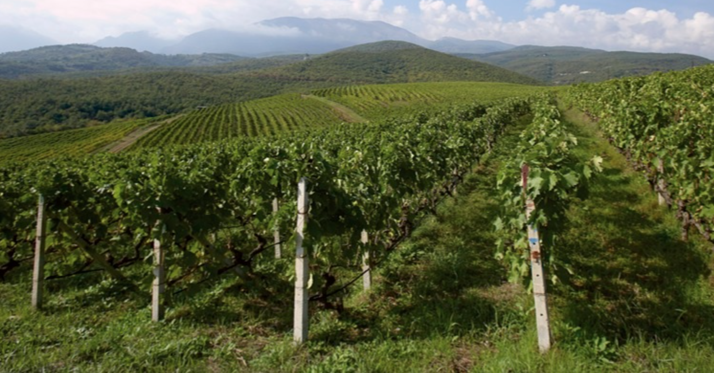 Greek Wine Is On The Rise: Exploring Naoussa 