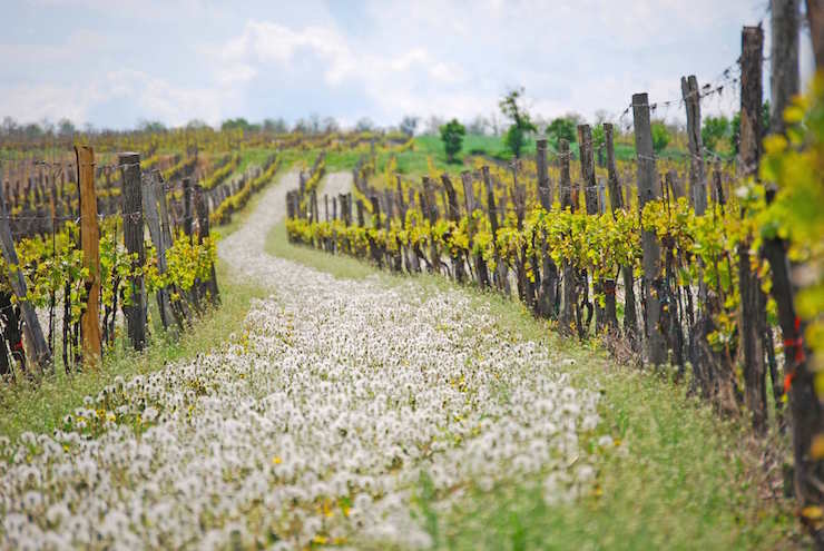 Austria's Weingut Strehn