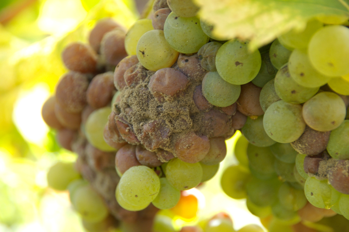 College Kids Making Wine Healthy Because College