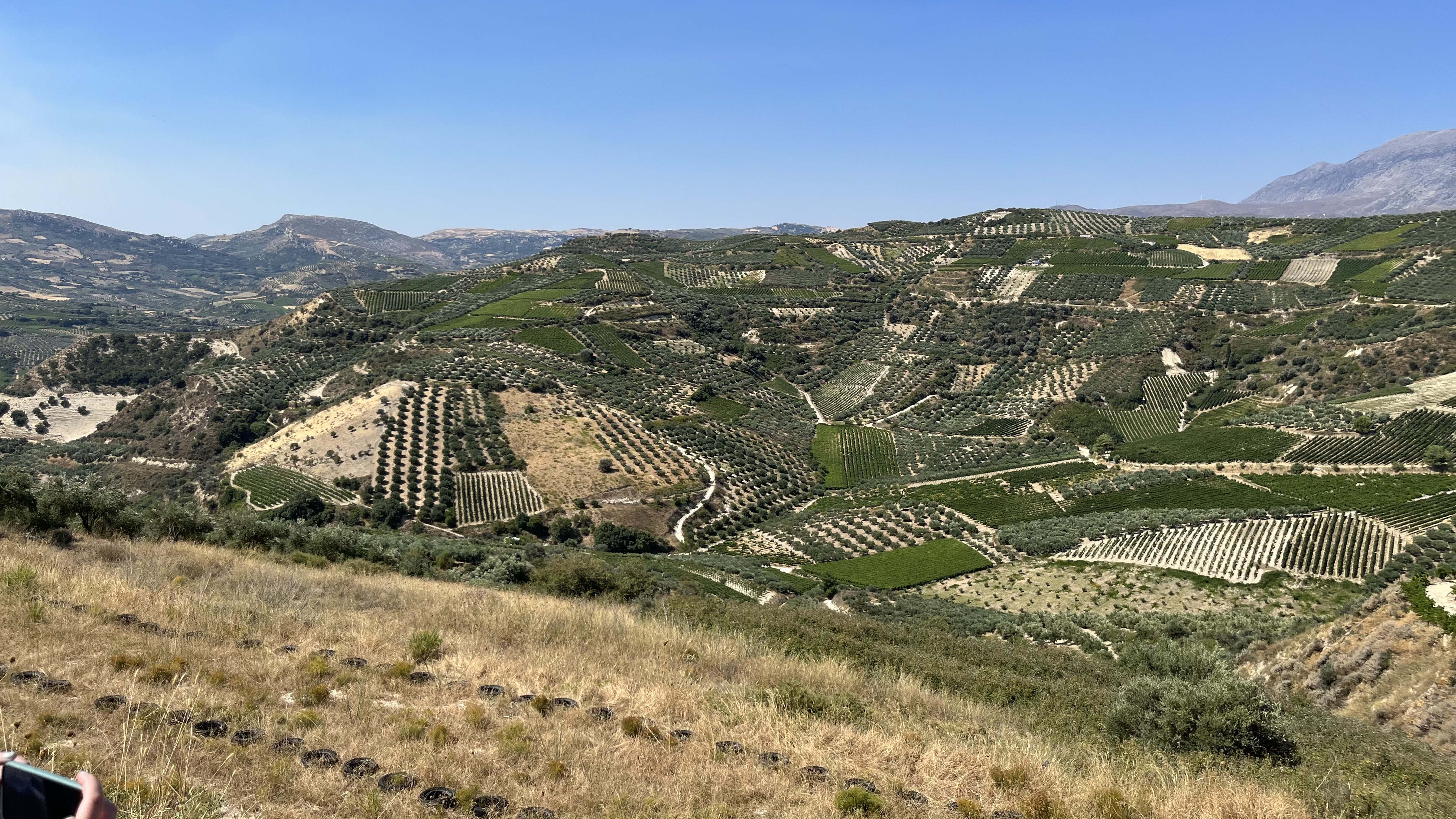 Patchwork of olive groves and grape vines