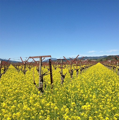 Miner Family Wines