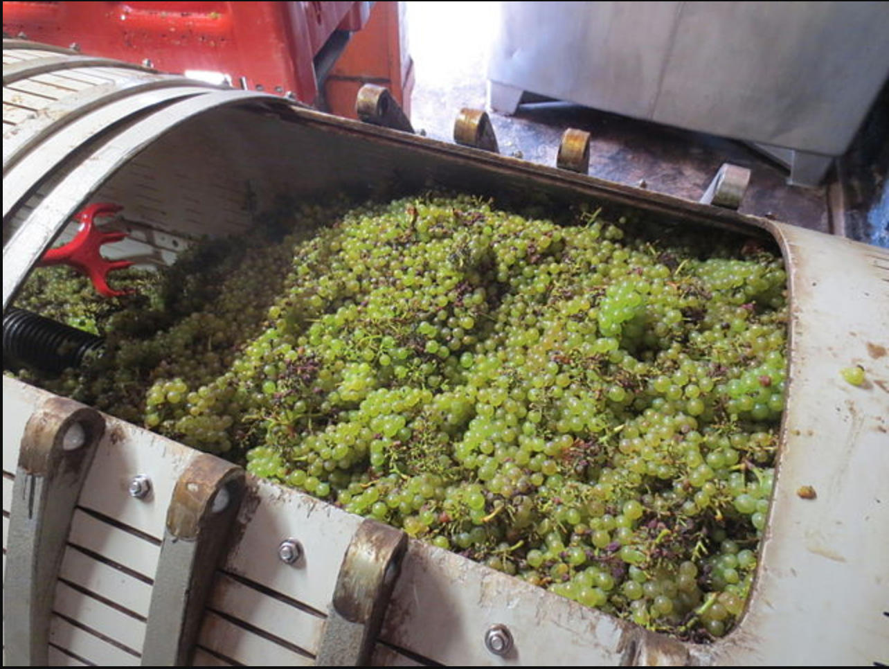 Chardonnay grapes ready to be pressed in Jura, France.