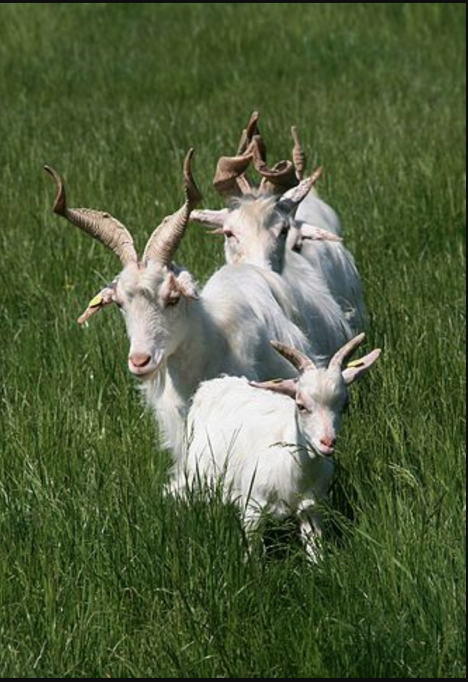 Goats frolicing in a field in Sicily.