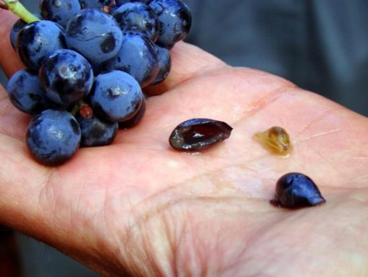 A Naturalist in His Cellar: Paolo Bea’s Extreme-Artisanal Wines