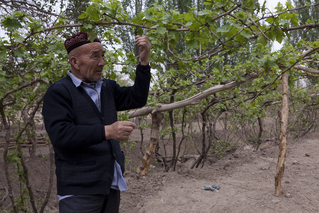 Turpan Loulan Wine Industry Co Vineyard