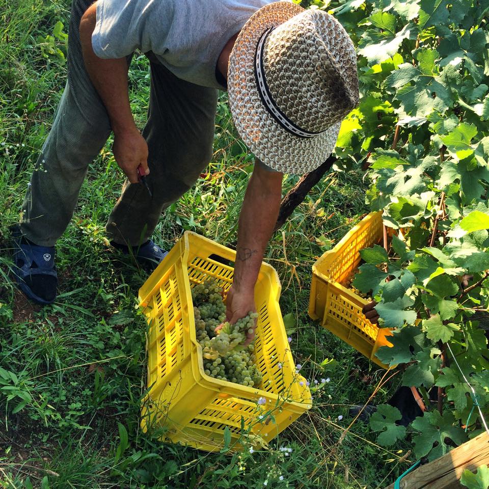 Arcari grapes