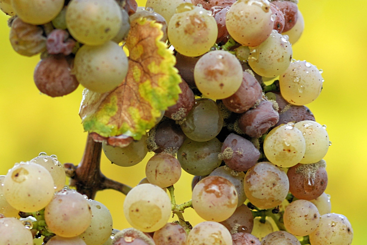 botrytis