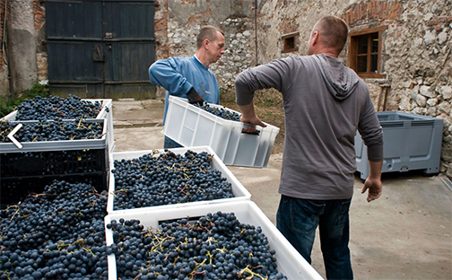 Srebrna Góra Winery