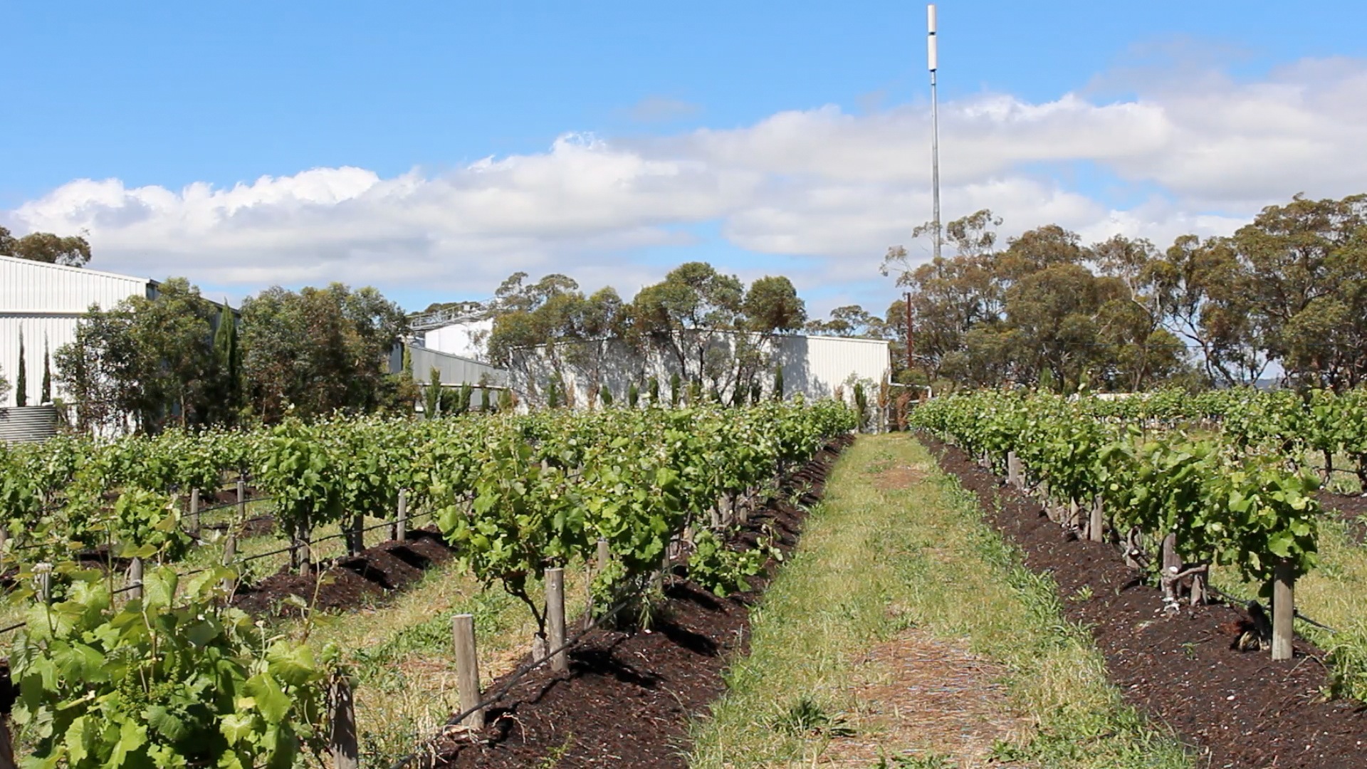 d'Arenberg vines