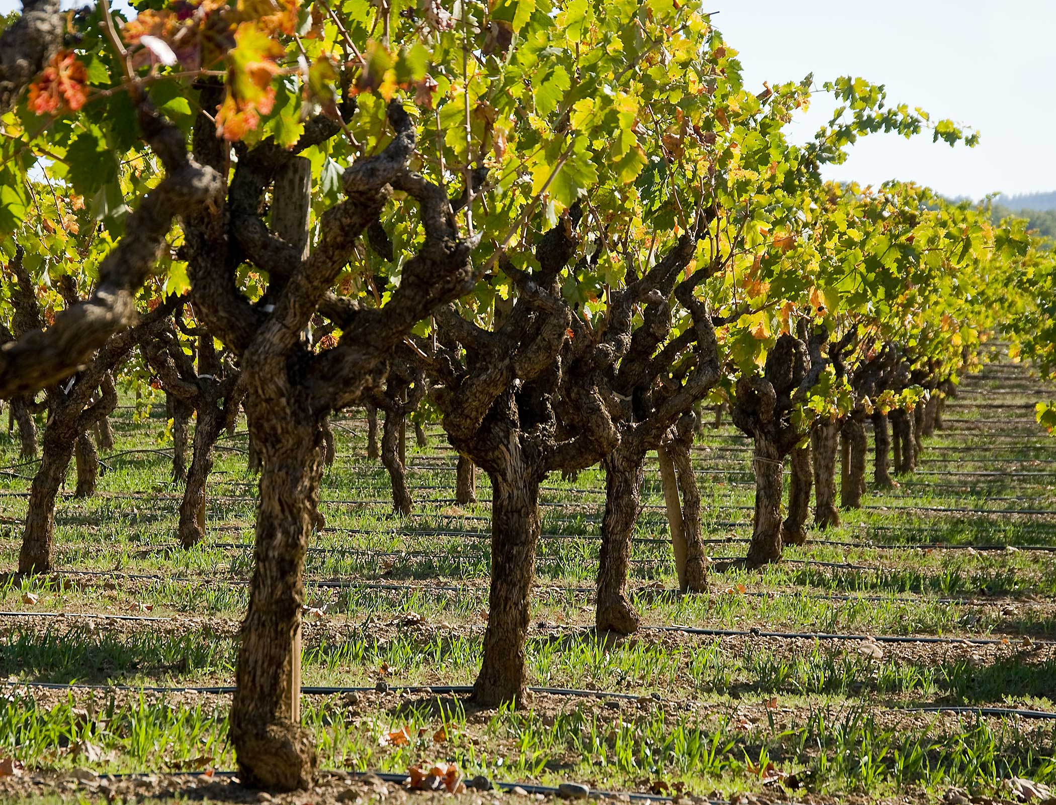 Sonoma County Winegrowing and Winemaking Philosophy