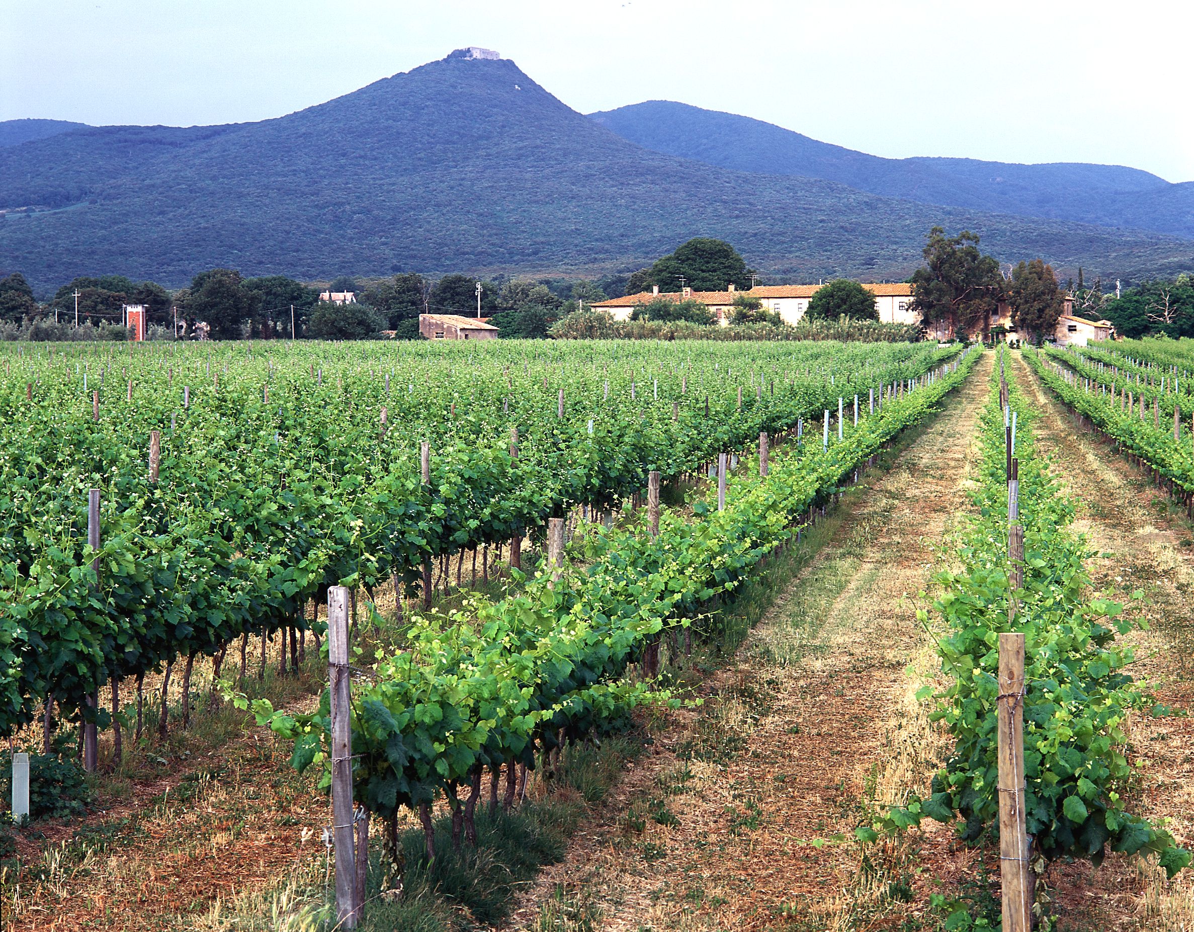 Antinori