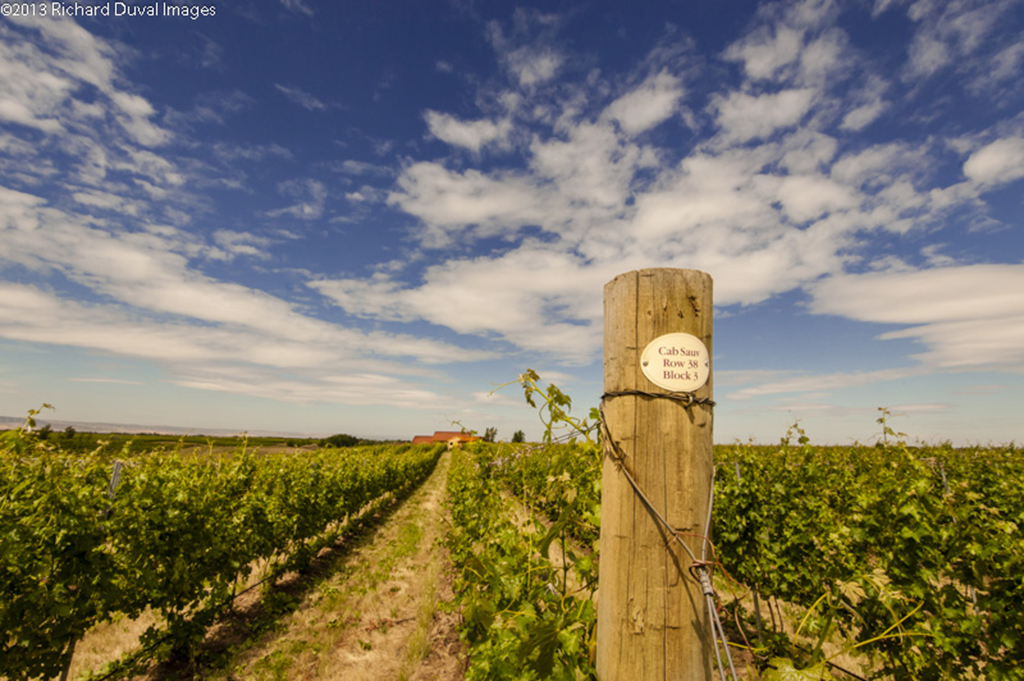 How To Take The Best Photos in Wine Country - Grapecollective.com