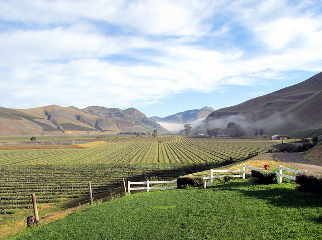 bien nacido vineyard