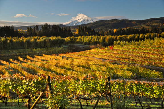 Davidson Hill Vineyard Columbia Gorge