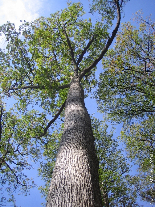 seguin moreaux oak