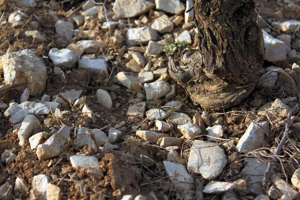 Pommard Soil and Vine