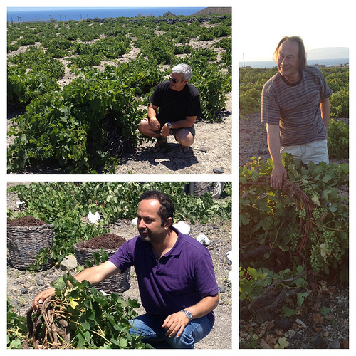 santorini winemakers