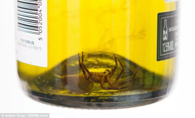 spider in tesco wine bottle