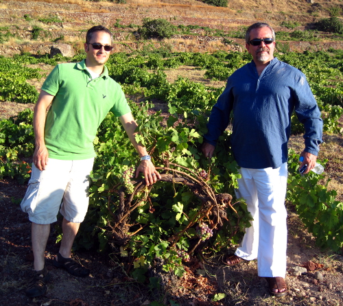 assyrtiko vines santorini