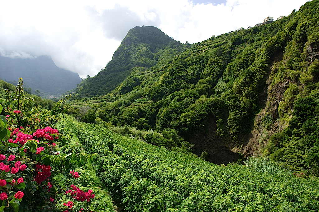 madeira vineyard