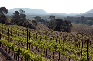 La Roque vineyard