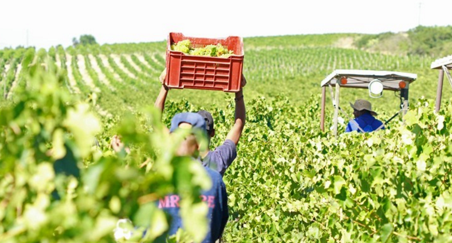 Chenin harvest