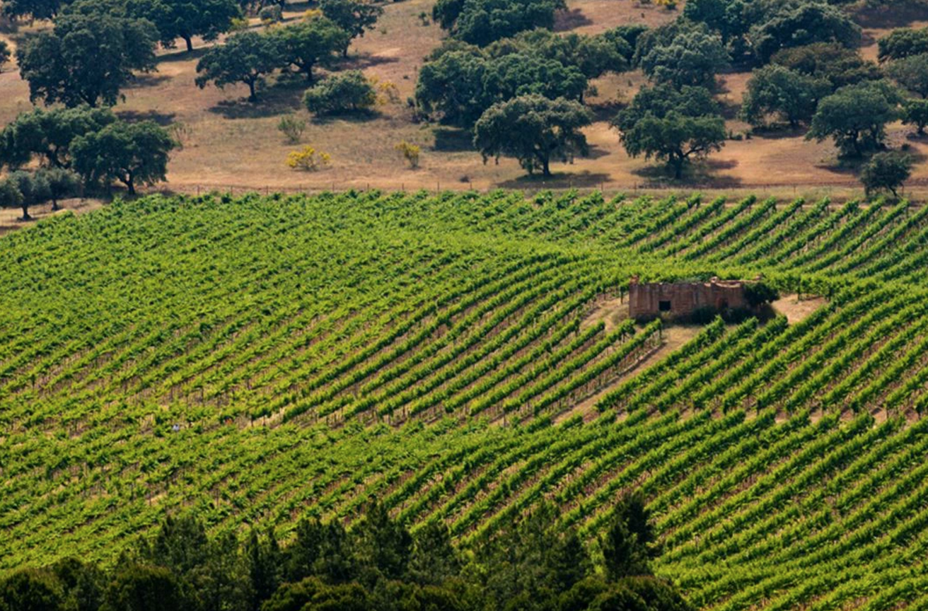 Herdade do Rocim Wines