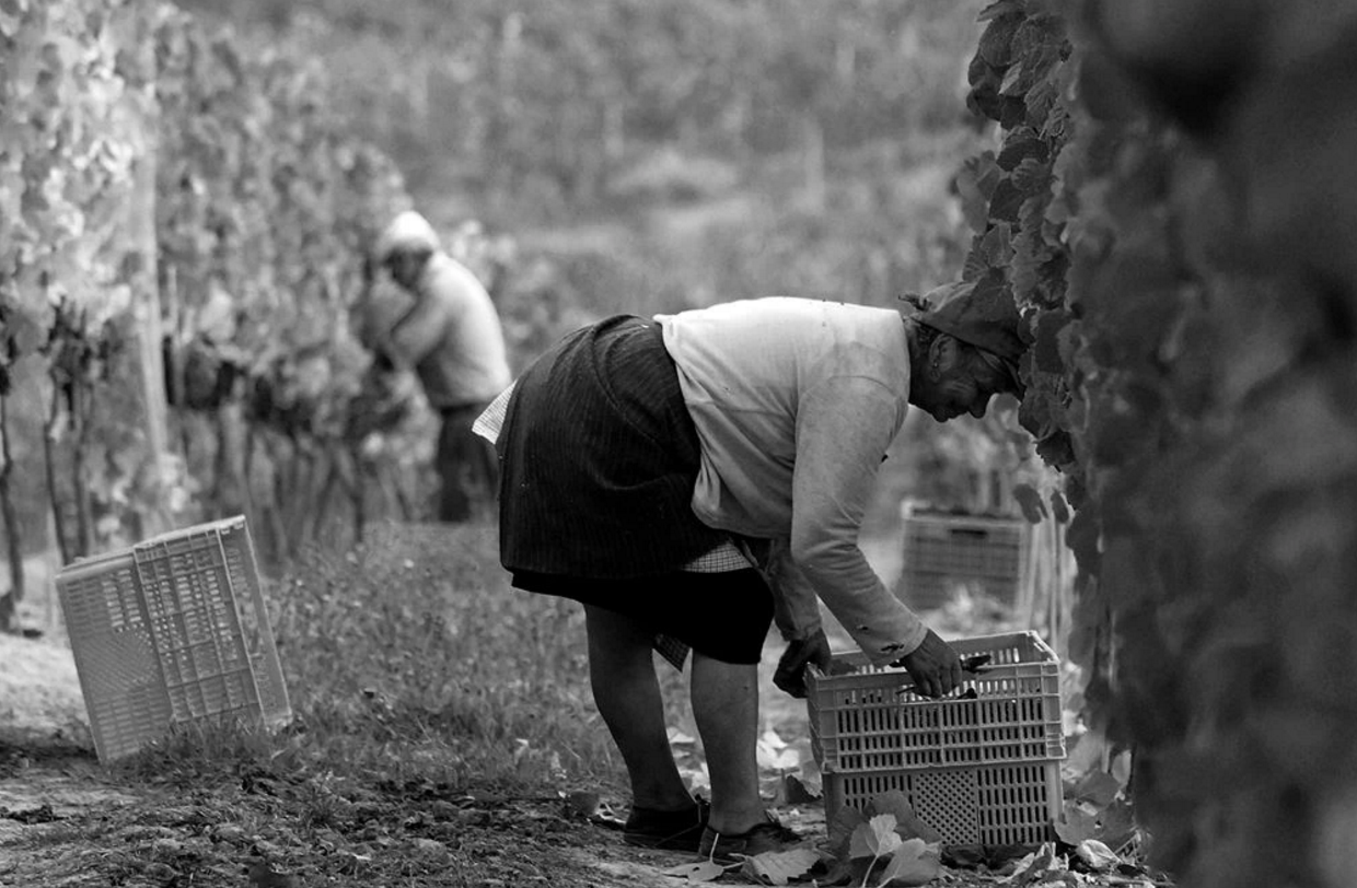 Herdade do Rocim Wines