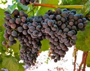 Tannat Grapes