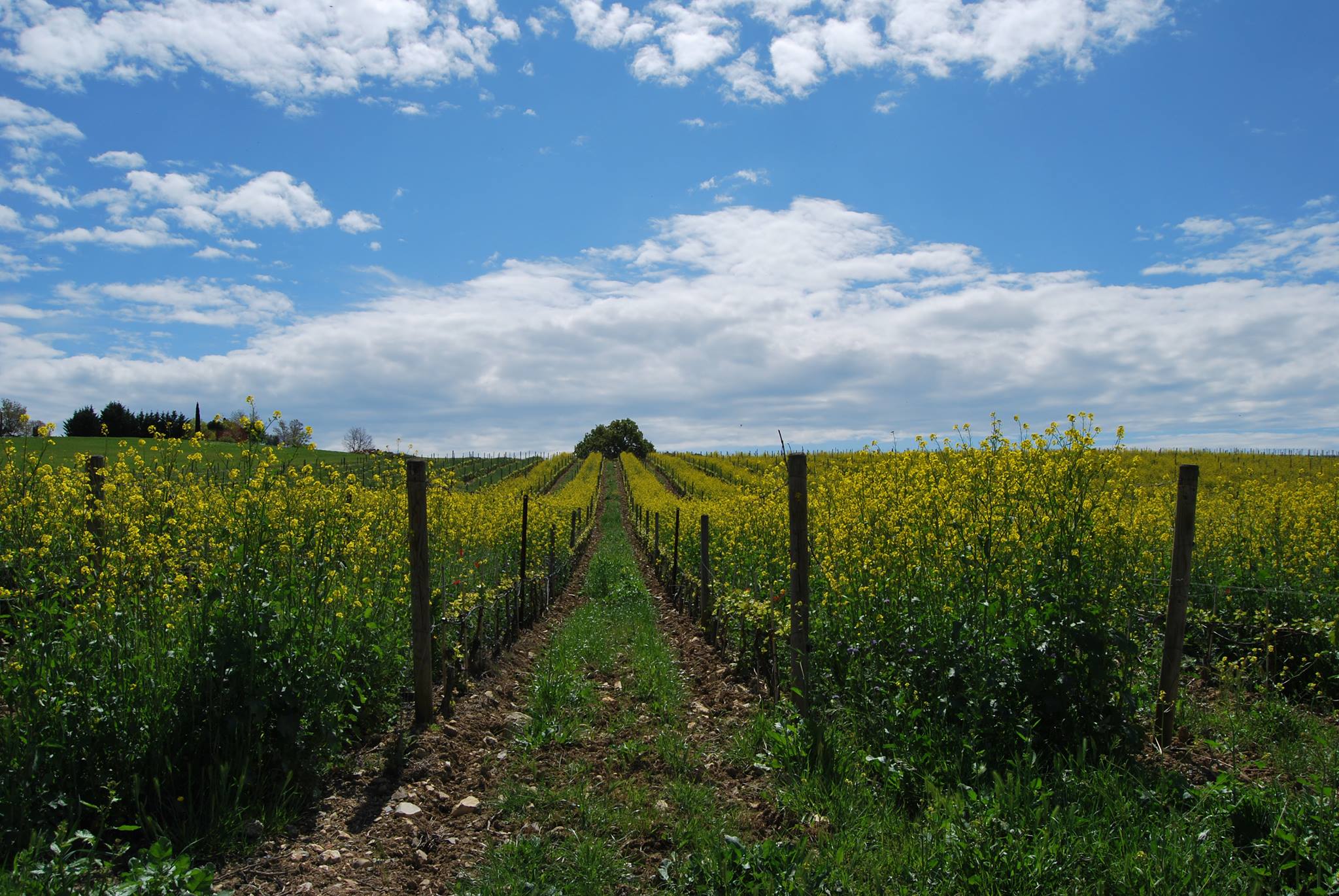 Tenuta Ammiraglia 