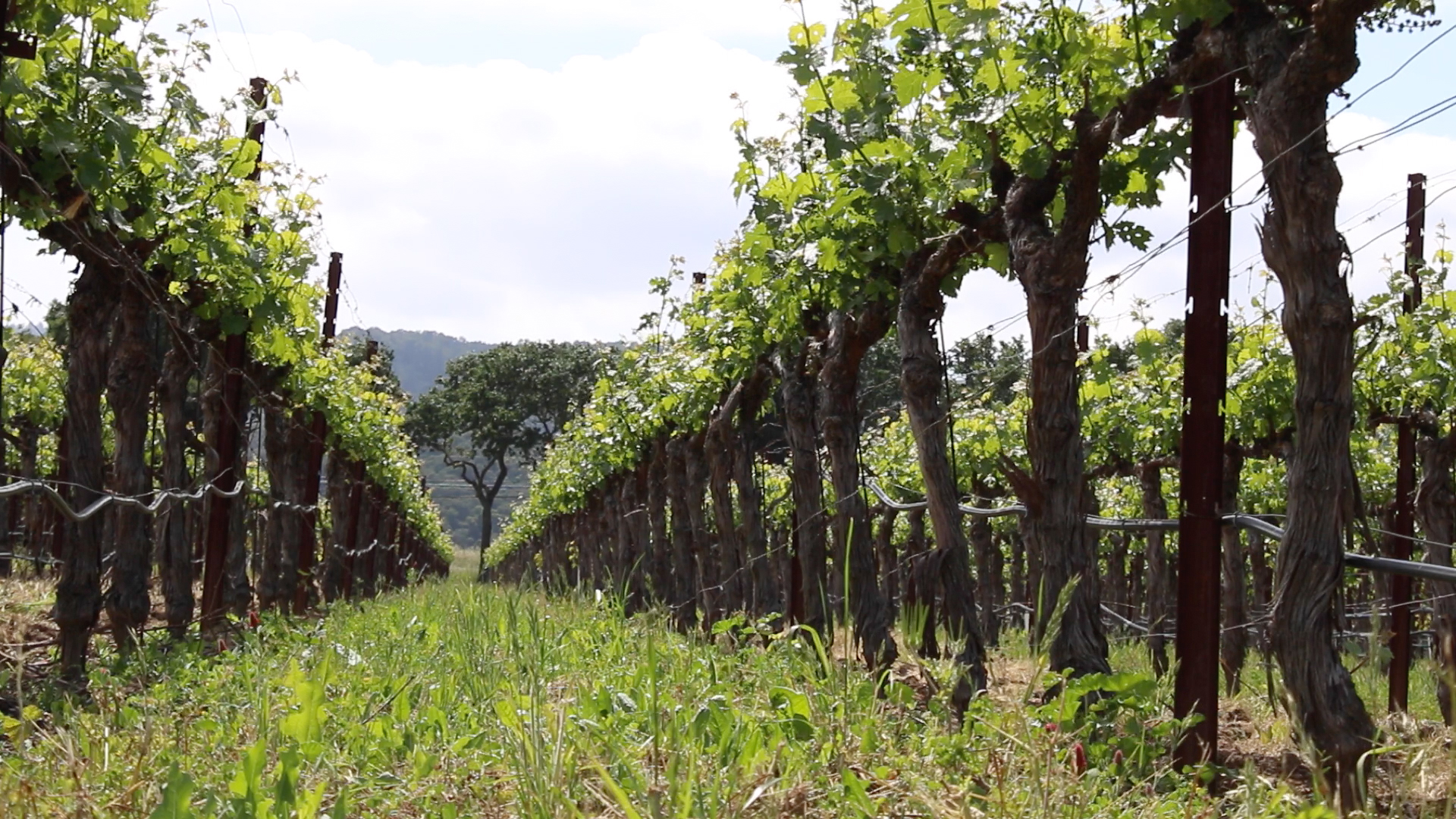 Trefethen vines