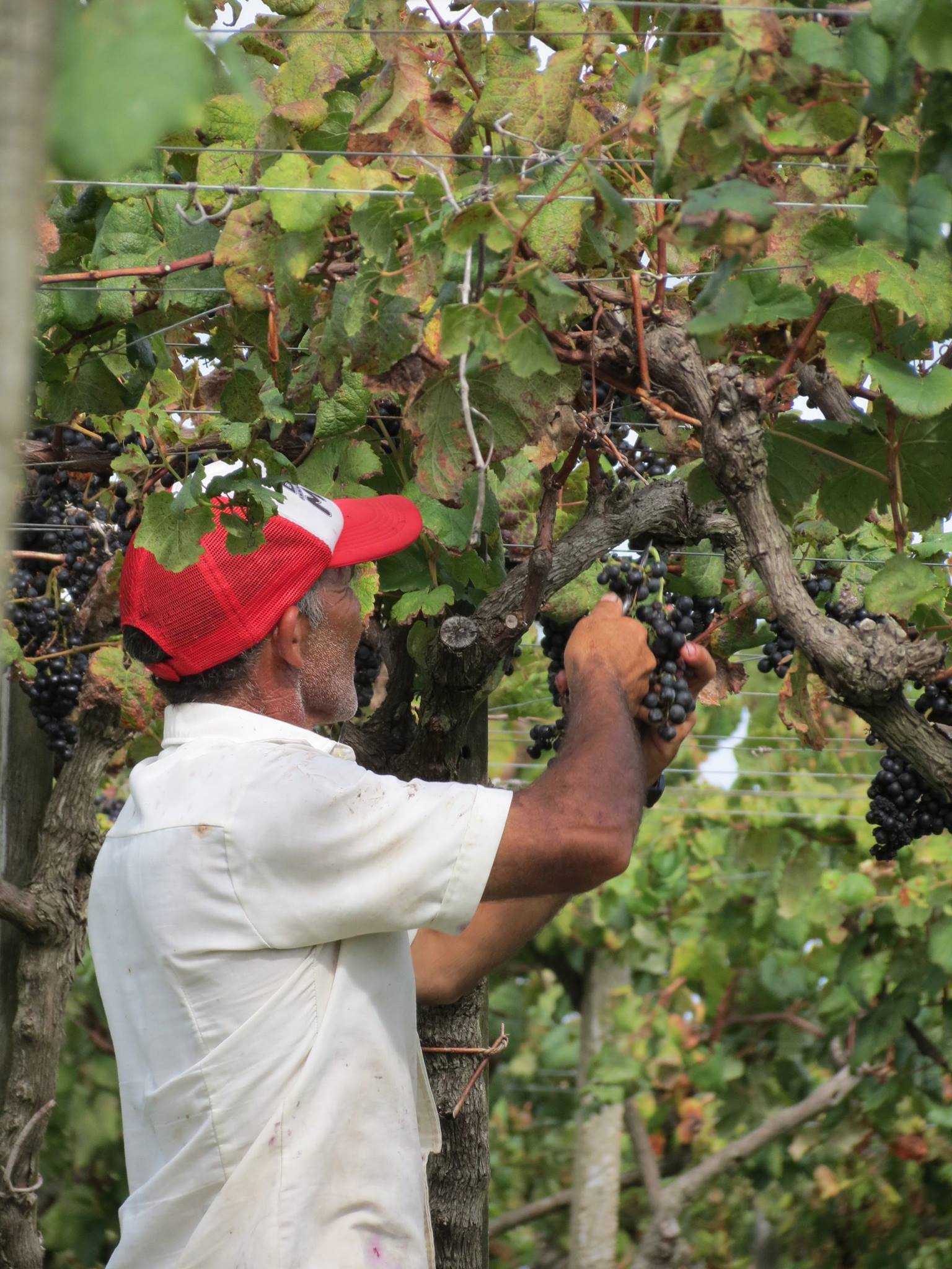 Tannat Grapes