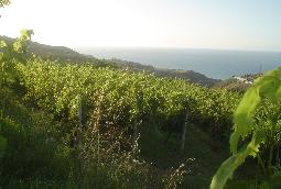 Bonavita Winery -- http://www.jandamorewines.com/bonavita.html