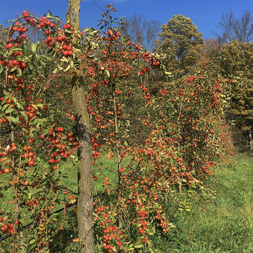 Eve's Cidery