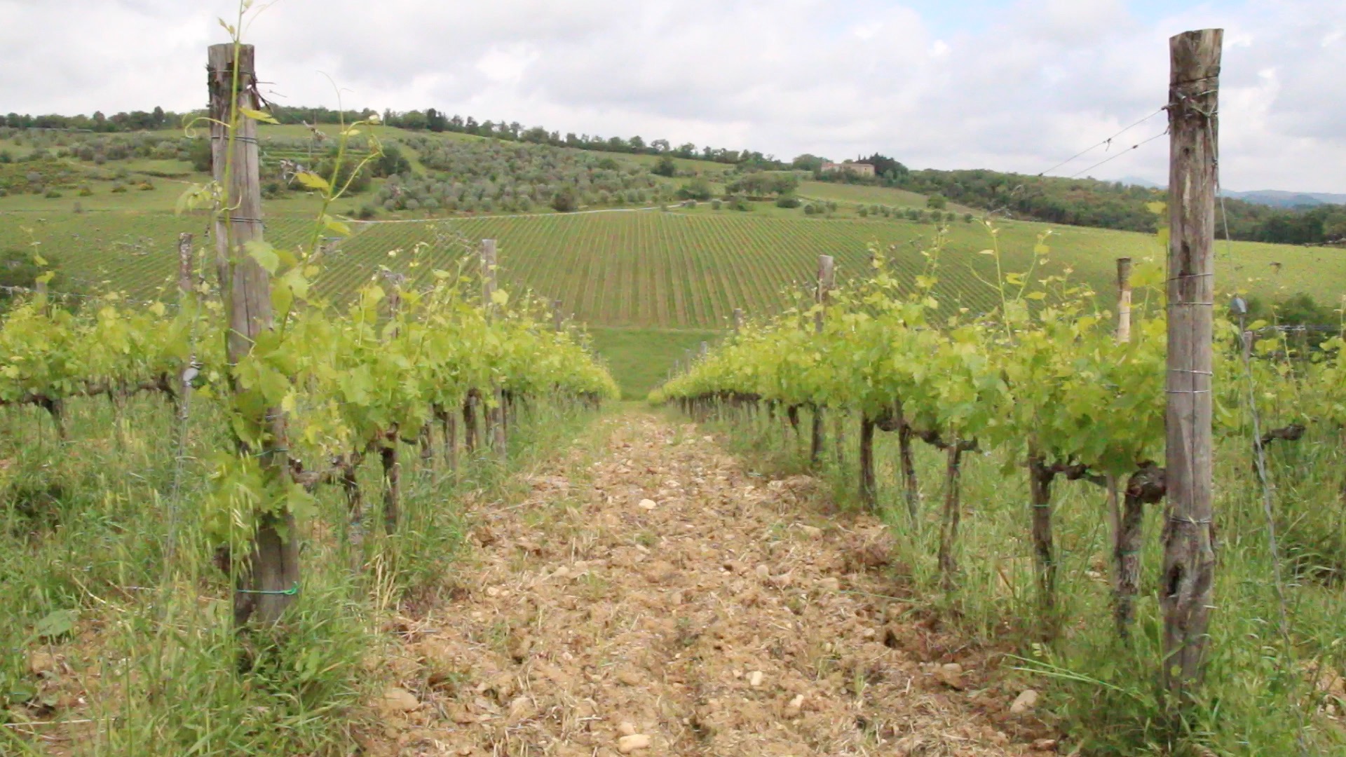 Giuseppe Mazzocolin of Fattoria di Fèlsina 