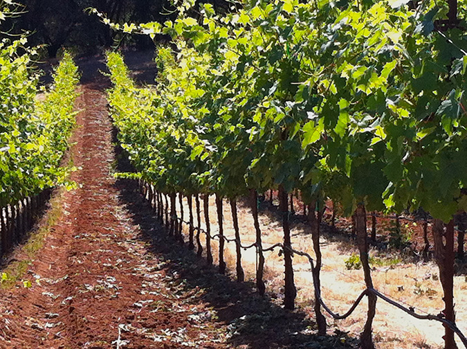 Rosemary Cakebread