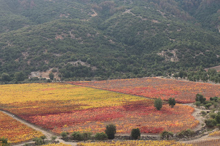 Montes Vineyard