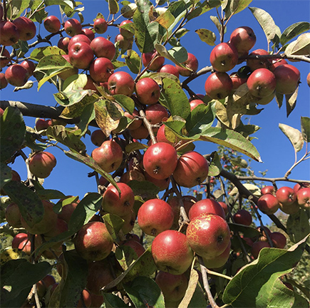 Eve's Cidery